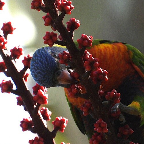 Rainbow Lorikeet