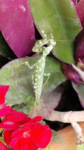 Thistle Mantis