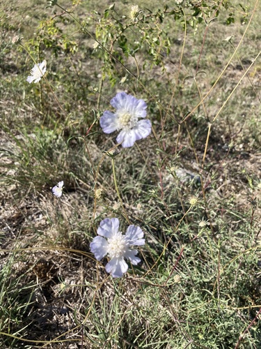 Silver Scabious