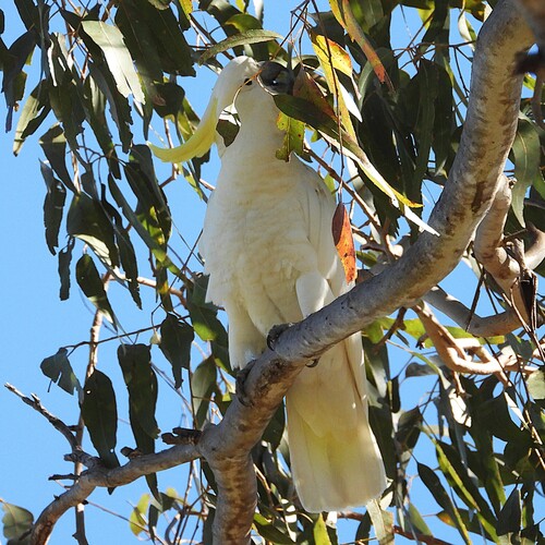 Sulphur-crested Cockatoo