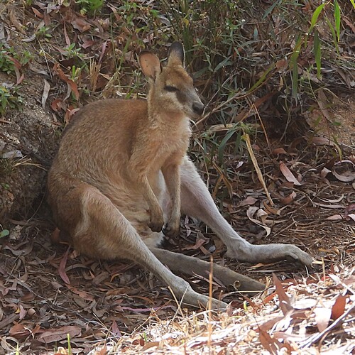 Agile Wallaby