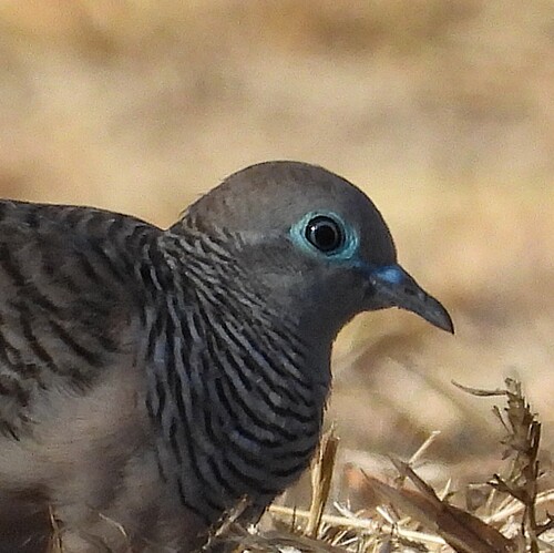 Peaceful Dove