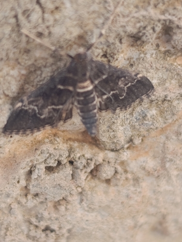 European Pepper Moth