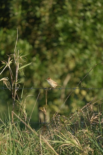 Tawny Grassbird