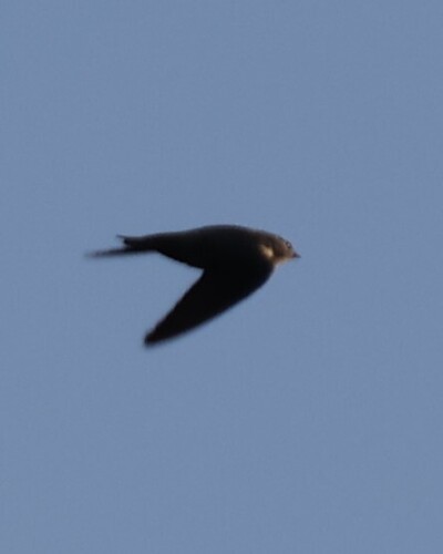 Eurasian Crag-Martin
