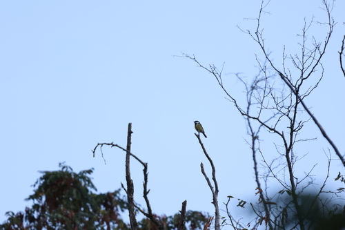 Great Tit