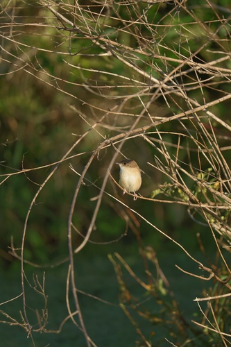 Red-backed Fairywren