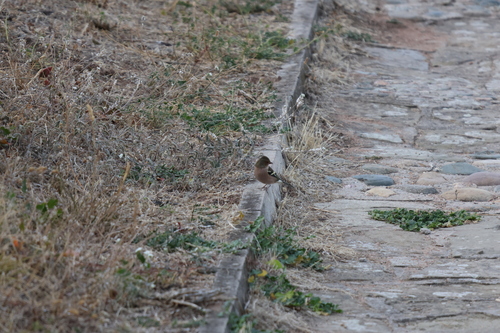 Common Chaffinch