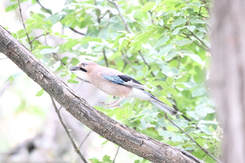 Eurasian Jay