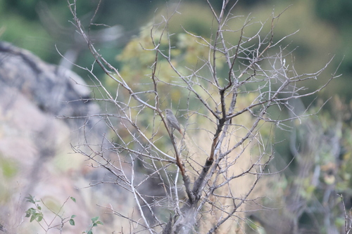Black Redstart