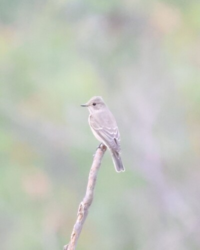 Spotted Flycatcher