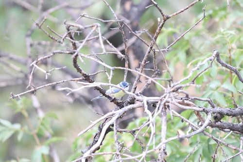 Eurasian Blue Tit