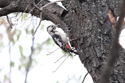 Syrian Woodpecker