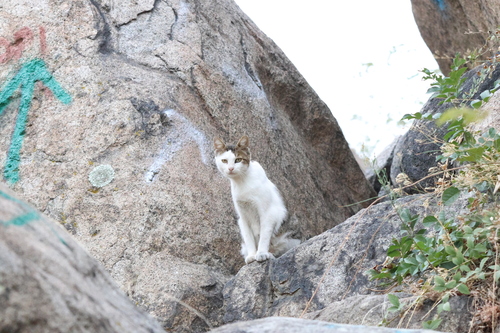 Domestic Cat