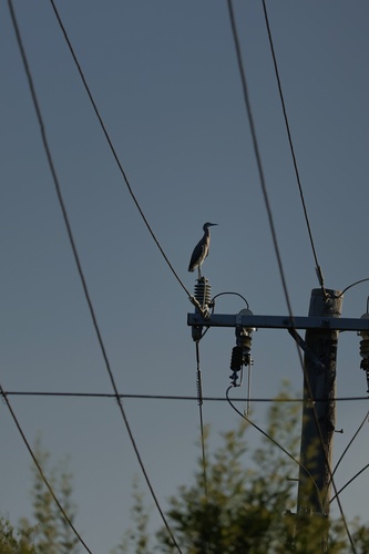 White-faced Heron