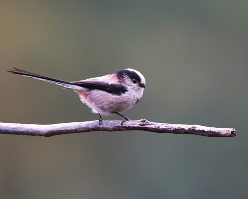 Long-tailed Tit