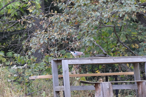 Eurasian Jay