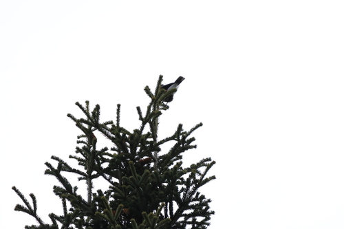 Northern Nutcracker
