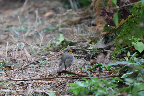 European Robin