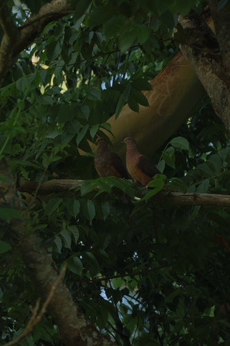 Brown Cuckoo-Dove