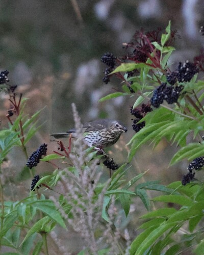 Song Thrush