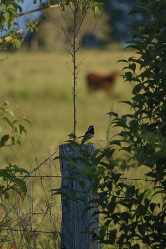 Superb Fairywren