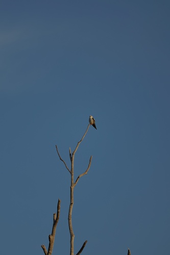 Black-shouldered Kite