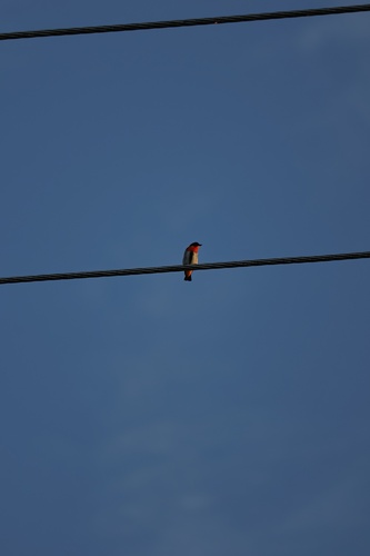 Mistletoebird