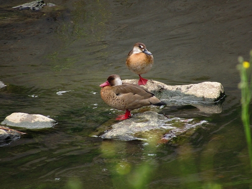 Brazilian Teal