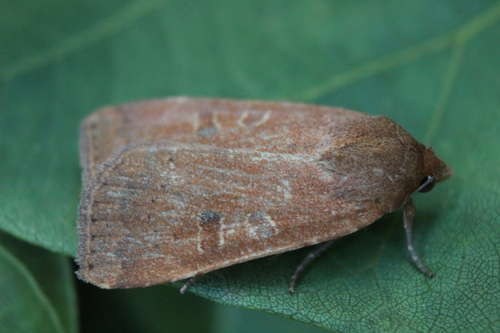 Lesser Yellow Underwing