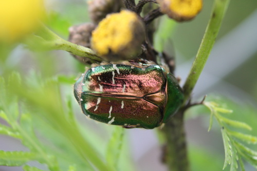 European Rose Chafer