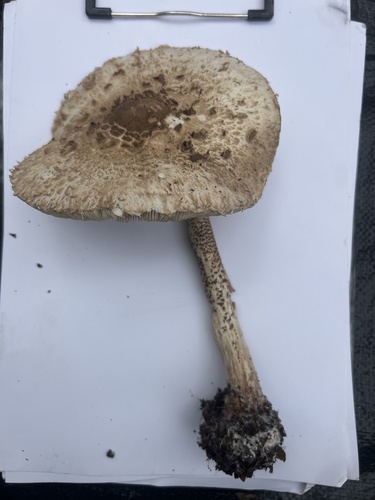 Parasol