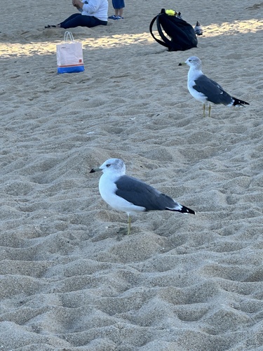 Black-tailed Gull