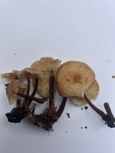 Red-stemmed Gymnopus