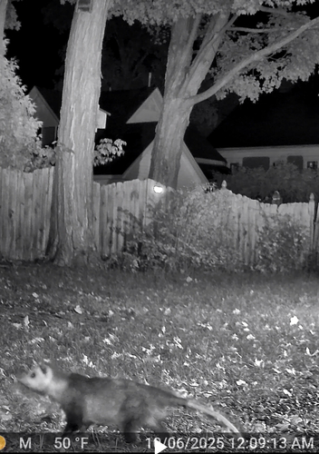 Virginia Opossum