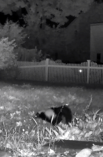Striped Skunk