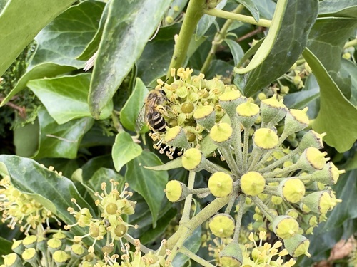 Ivy Cellophane Bee