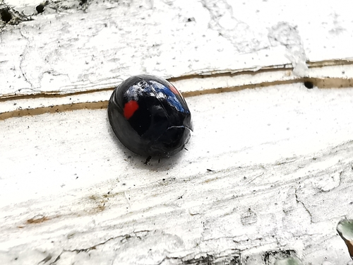 Kidney-spot Ladybird