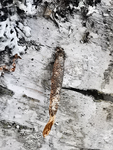 Large Birch-Bright