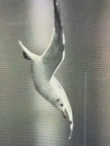 Black-headed Gull