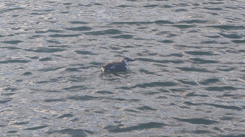 Common Murre