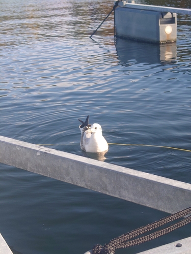 Black-headed Gull