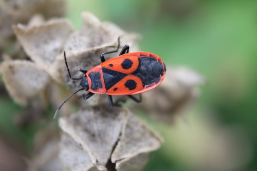 European Firebug