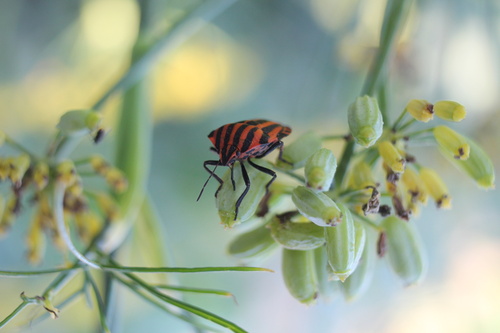 European Striped Shield Bug