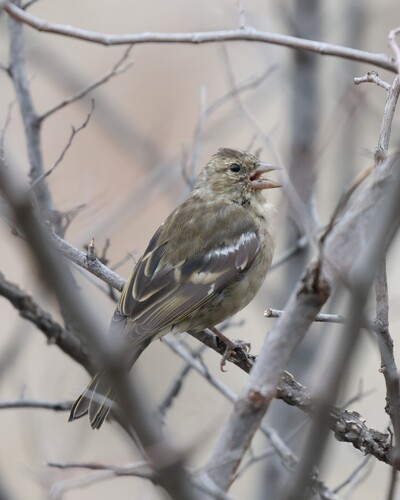 Common Chaffinch