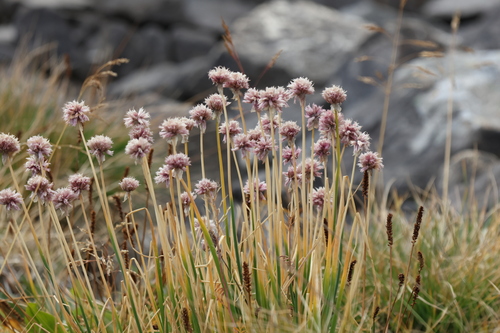 Chives