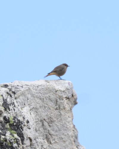 Black Redstart