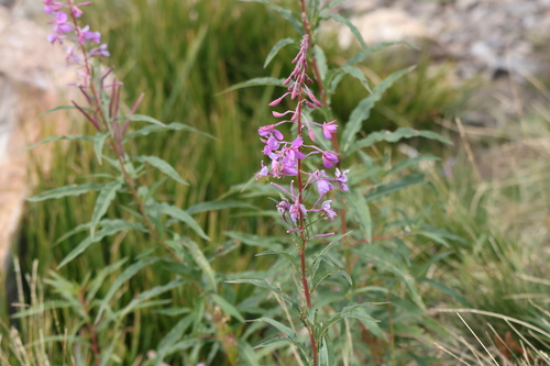 fireweed