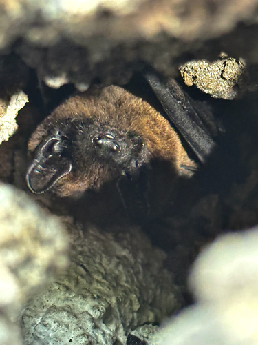 Azores Noctule