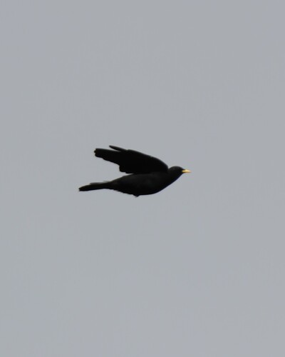 Yellow-billed Chough